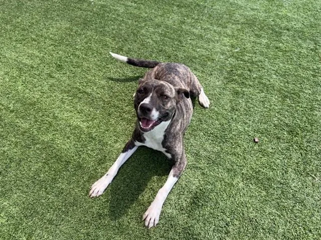 An adult large-sized female Dutch Shepherd dog named Lucky for adoption in Garland, TX