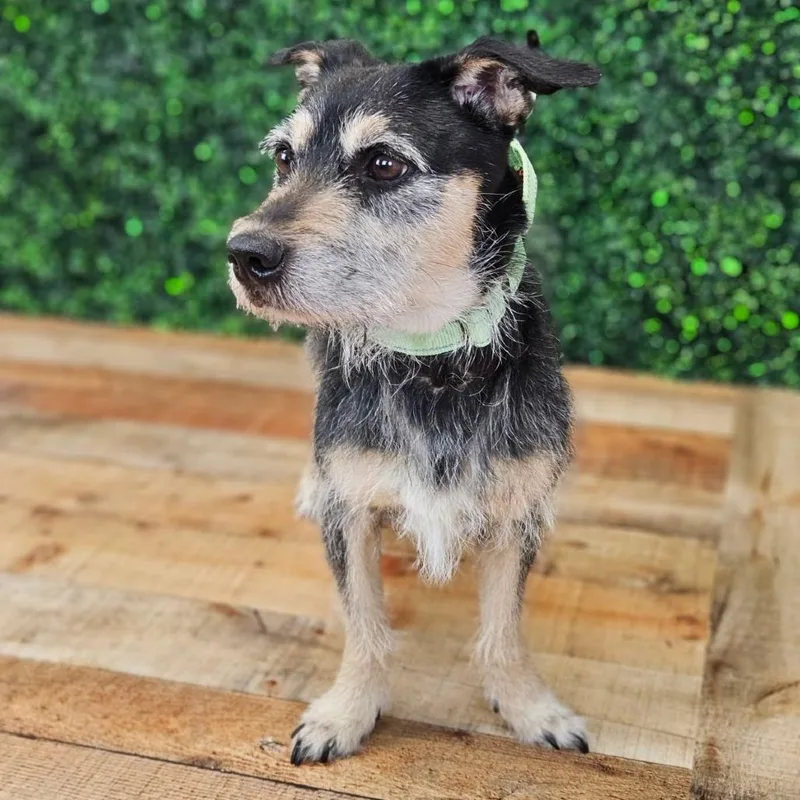 An adult small-sized male Gray / Blue / Silver Wirehaired Terrier dog named Gobi for adoption in East Saint Louis, IL