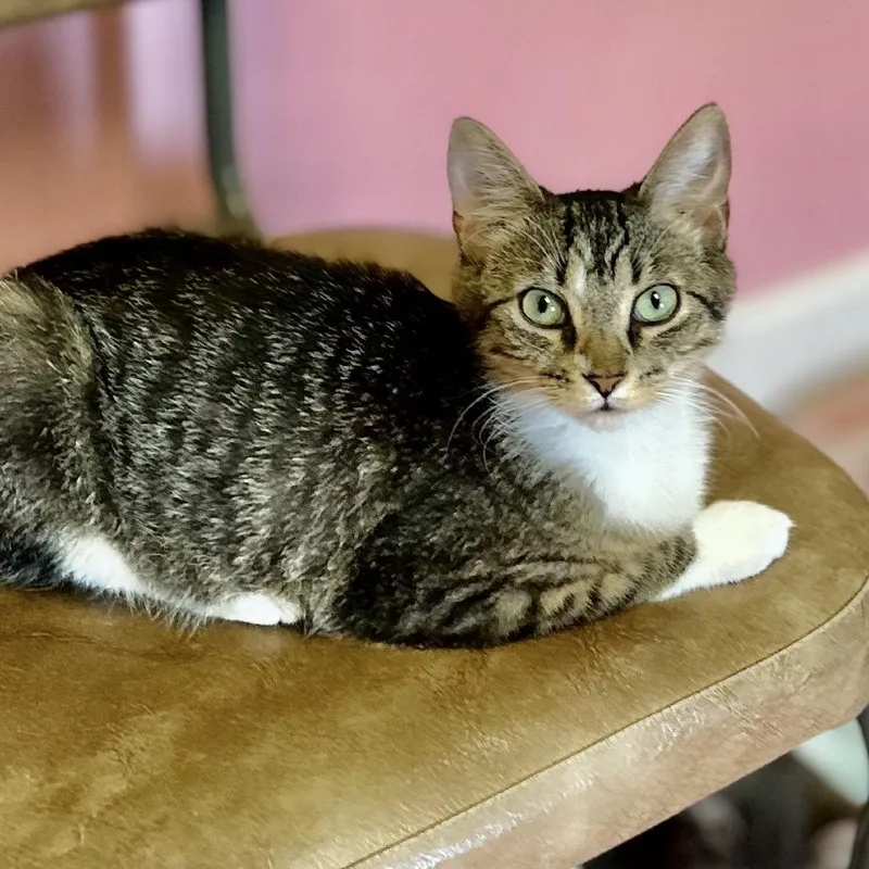 A young small-sized female Brown / Chocolate Domestic Short Hair cat named Amber for adoption in Philadelphia, PA