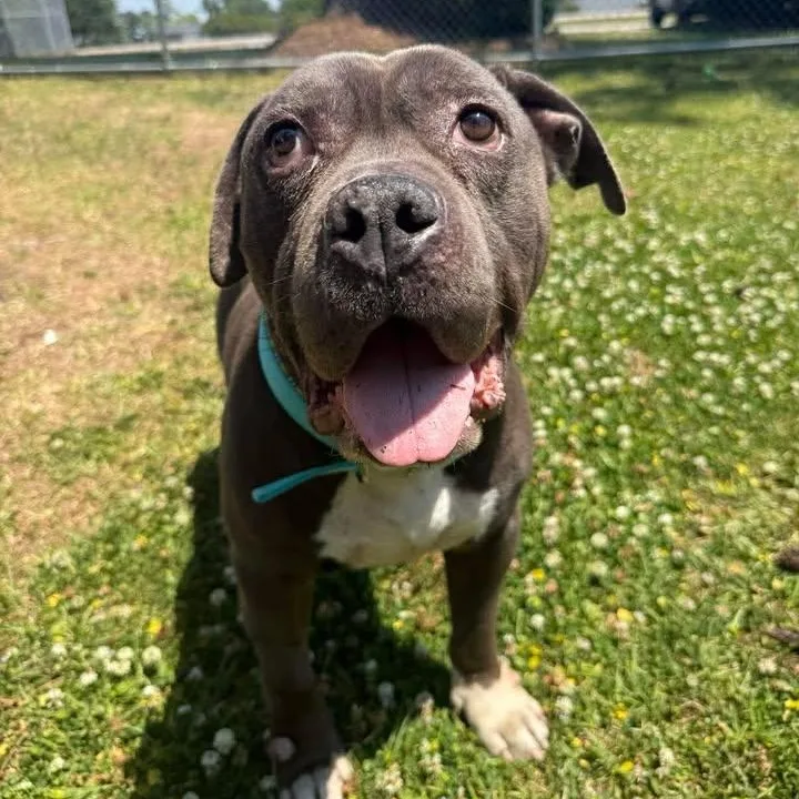 An adult large-sized male Gray / Blue / Silver Mastiff dog named Virgil for adoption in Wilmington, NC