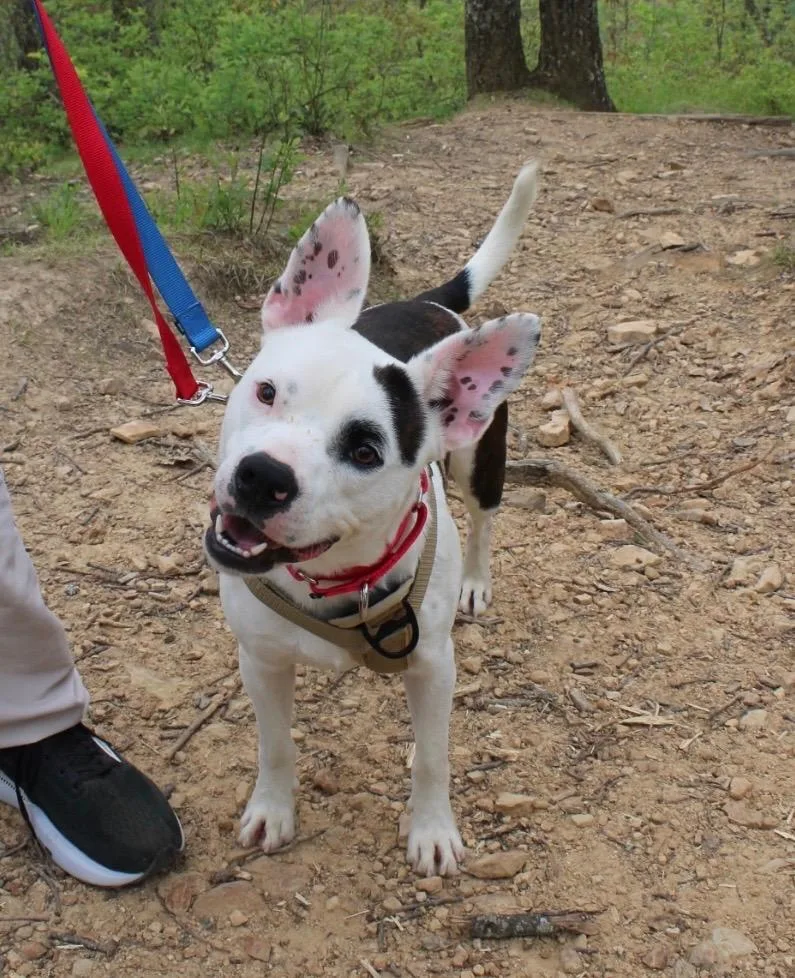 A young medium-sized male Pit Bull Terrier dog named Orion for adoption in Johnson City, TN