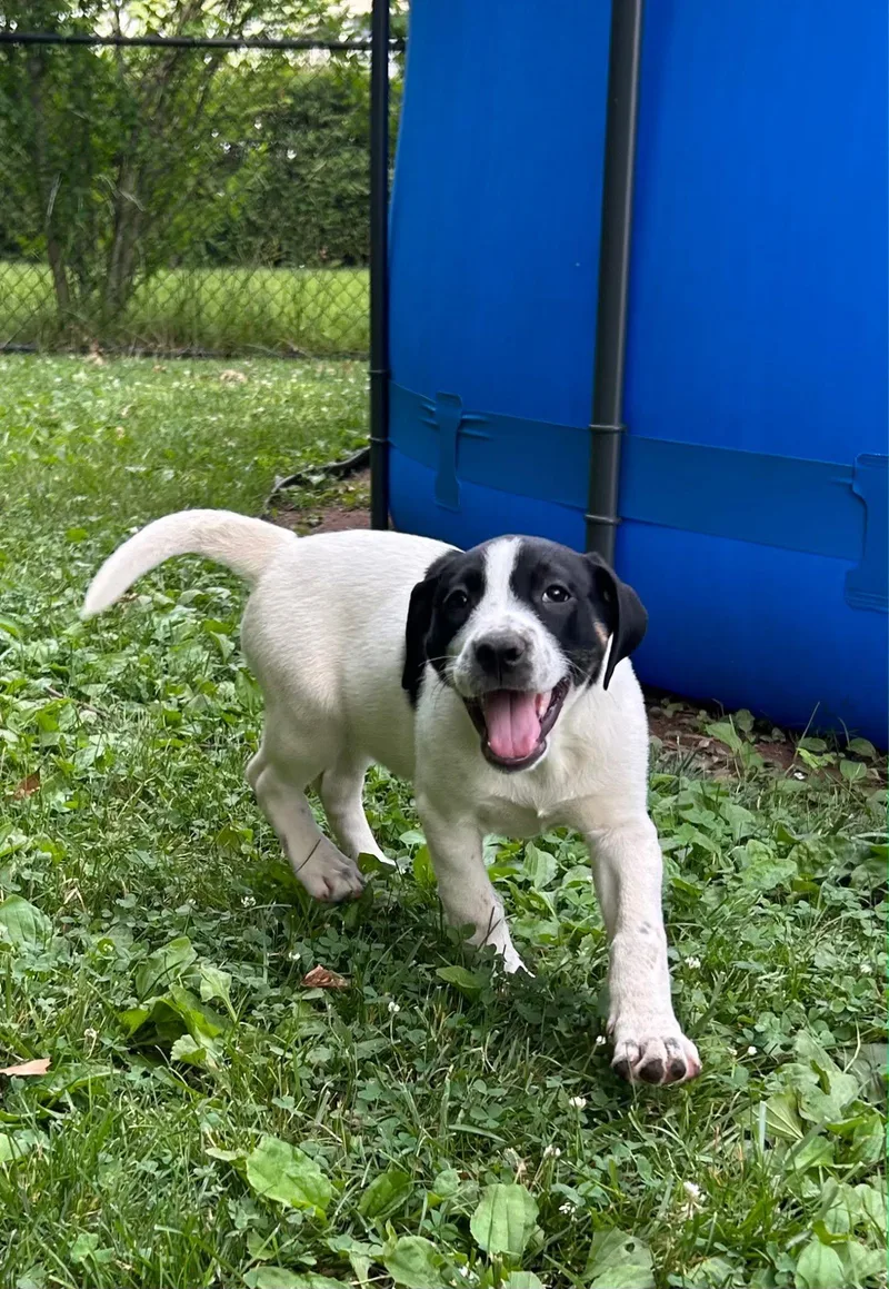 A baby medium-sized female Black Mixed Breed dog named Wellsy for adoption in Riverdale, NJ