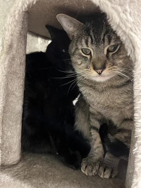A young medium-sized male Domestic Short Hair cat named Lambada for adoption in Stratham, NH