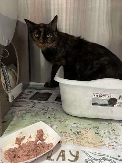 A young medium-sized female Domestic Short Hair cat named Squeak for adoption in Sevierville, TN