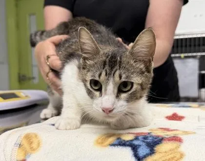 A young medium-sized female Domestic Short Hair cat named Granny Smith Apple for adoption in Daytona Beach, FL