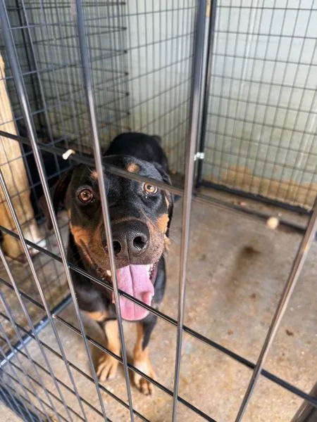 A young extra large-sized male Doberman Pinscher dog named Trace for adoption in Mobile, AL