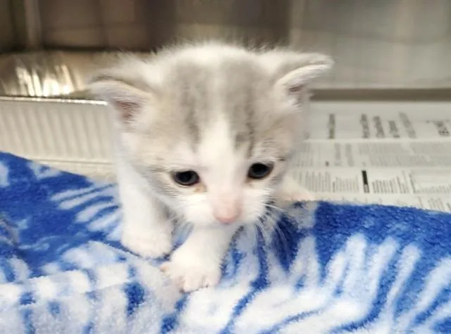 A baby large-sized male Domestic Short Hair cat named Delprim for adoption in Aurora, IL