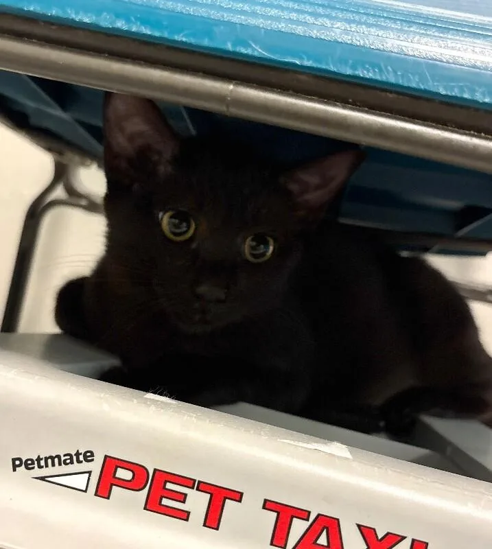 A young medium-sized female Black Domestic Short Hair cat named Kraken for adoption in Fort Collins, CO