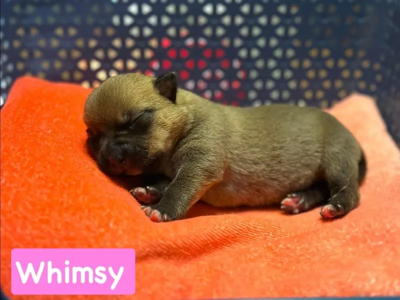 A baby small-sized female Tricolor (Brown, Black, & White) Chihuahua dog named Whimsy for adoption in Shawnee, OK