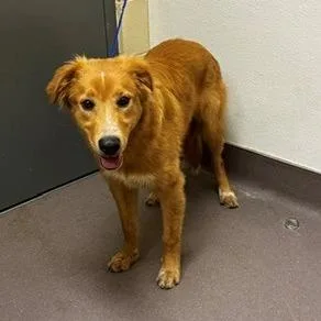 A young medium-sized male Golden Retriever dog named Wacka Wacka for adoption in Norman, OK