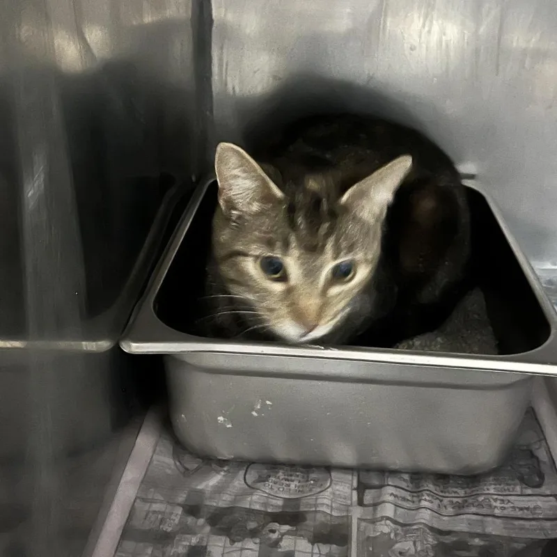 A baby small-sized female Torbie Domestic Short Hair cat named Flower for adoption in Clanton, AL