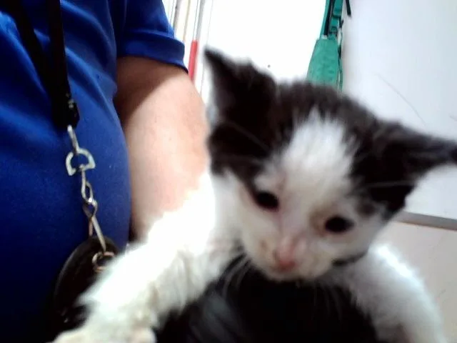 A baby small-sized female Domestic Short Hair cat named Puffball for adoption in Martinez, CA