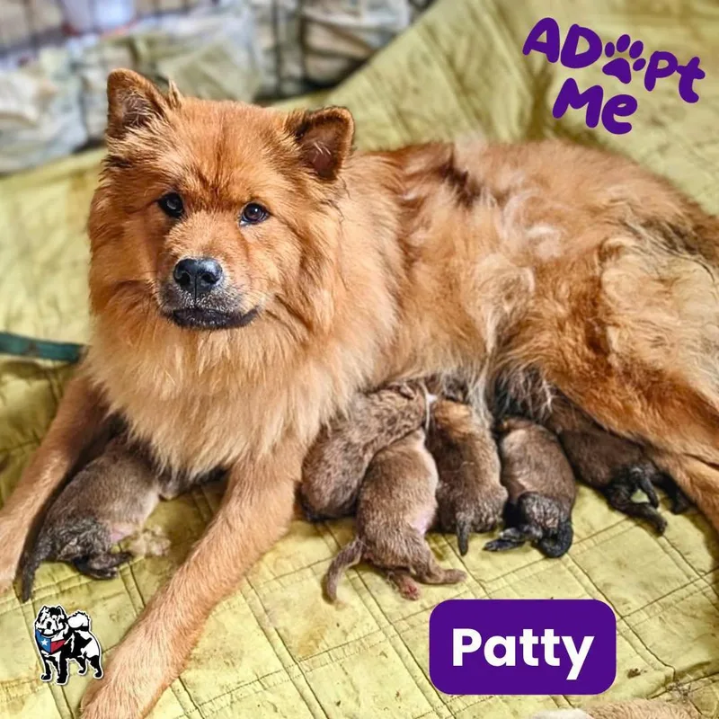 A young medium-sized female Chow Chow dog named Patty for adoption in Houston, TX