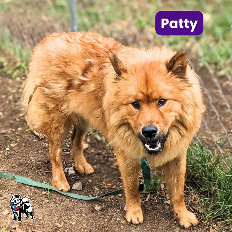 Patty thumbnail 2