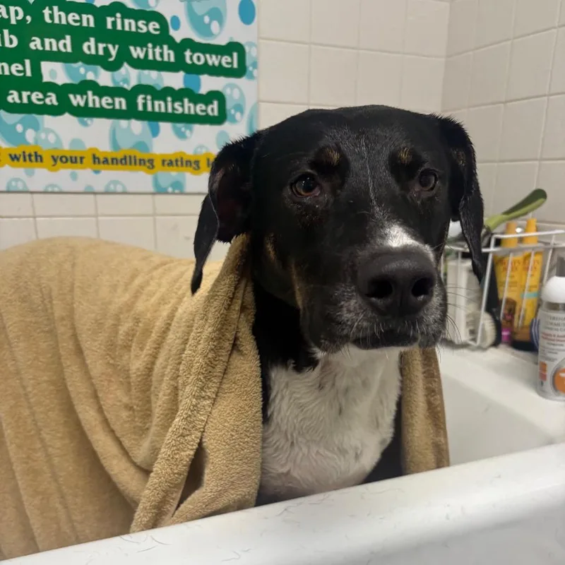 An adult large-sized male Black Mixed Breed dog named Bo for adoption in Summerville, SC