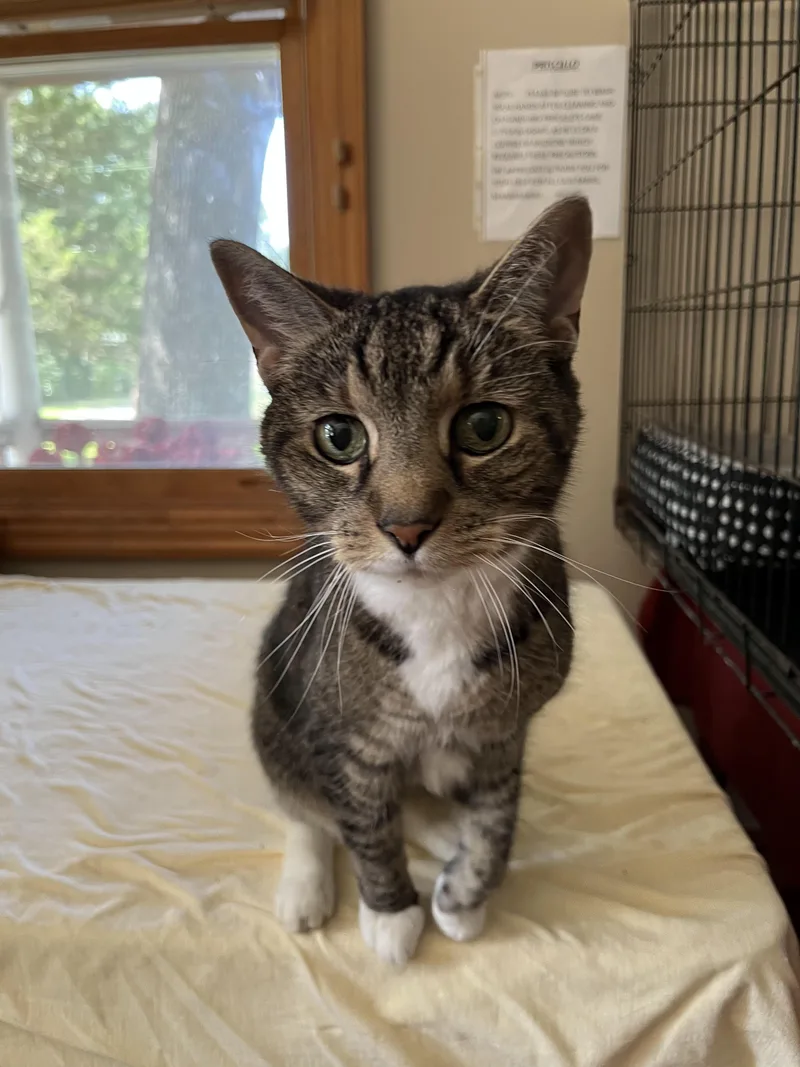 A senior medium-sized female Calico Domestic Short Hair cat named Hope for adoption in Franklinville, NJ