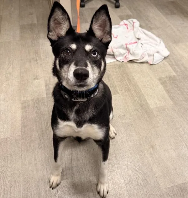 An adult medium-sized female Siberian Husky dog named Chelsea for adoption in San Diego, CA