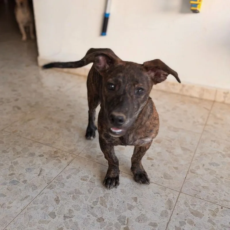 A young small-sized male Brindle Mixed Breed dog named Tonito for adoption in San Juan, PR