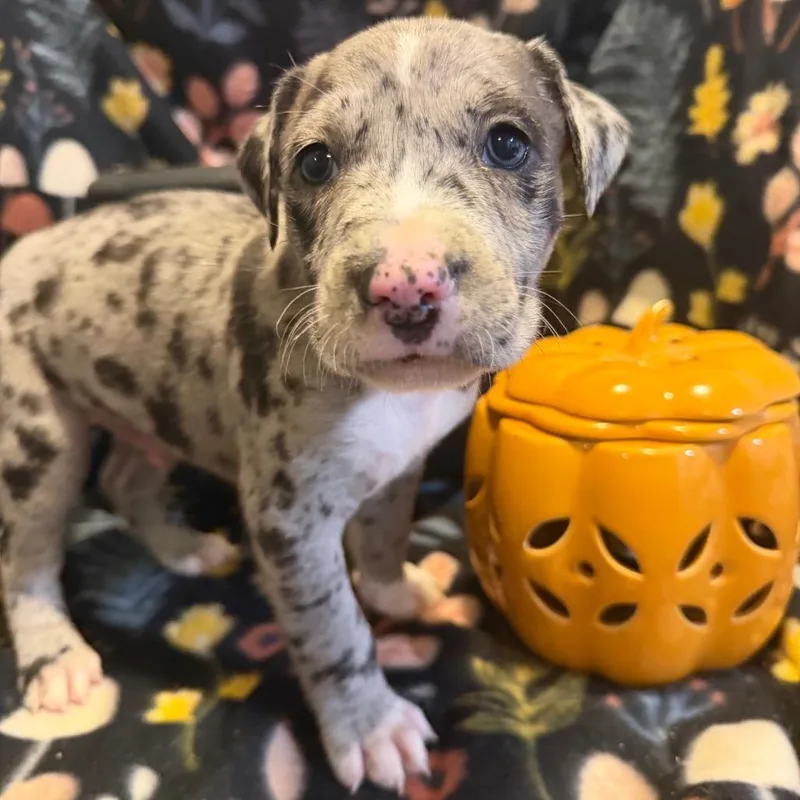 A baby medium-sized male Gray / Blue / Silver Mixed Breed dog named Lestat for adoption in Fredericksburg, VA