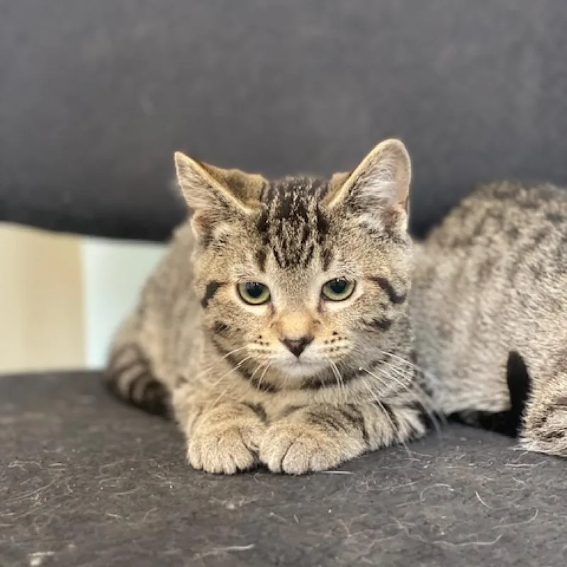 An adult medium-sized male Brown / Chocolate Domestic Short Hair cat named Nick for adoption in Wadena, MN