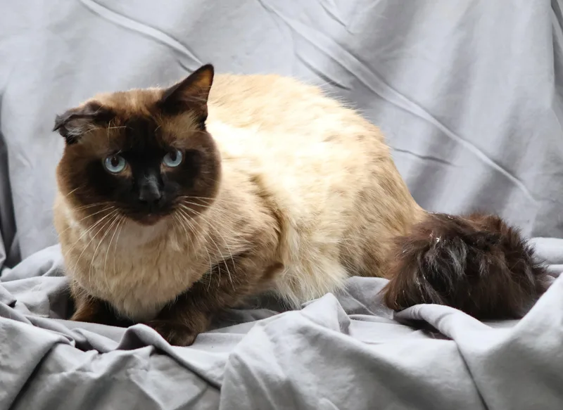 A young medium-sized male Siamese cat named Jack for adoption in Appling, GA