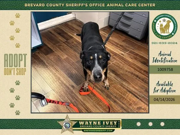 An adult medium-sized male Mixed Breed dog named Fynn for adoption in Melbourne, FL