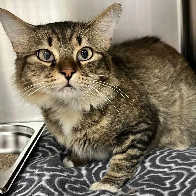 An adult medium-sized male Buff / Tan / Fawn Domestic Medium Hair cat named Aston Martin for adoption in Fredericksburg, TX