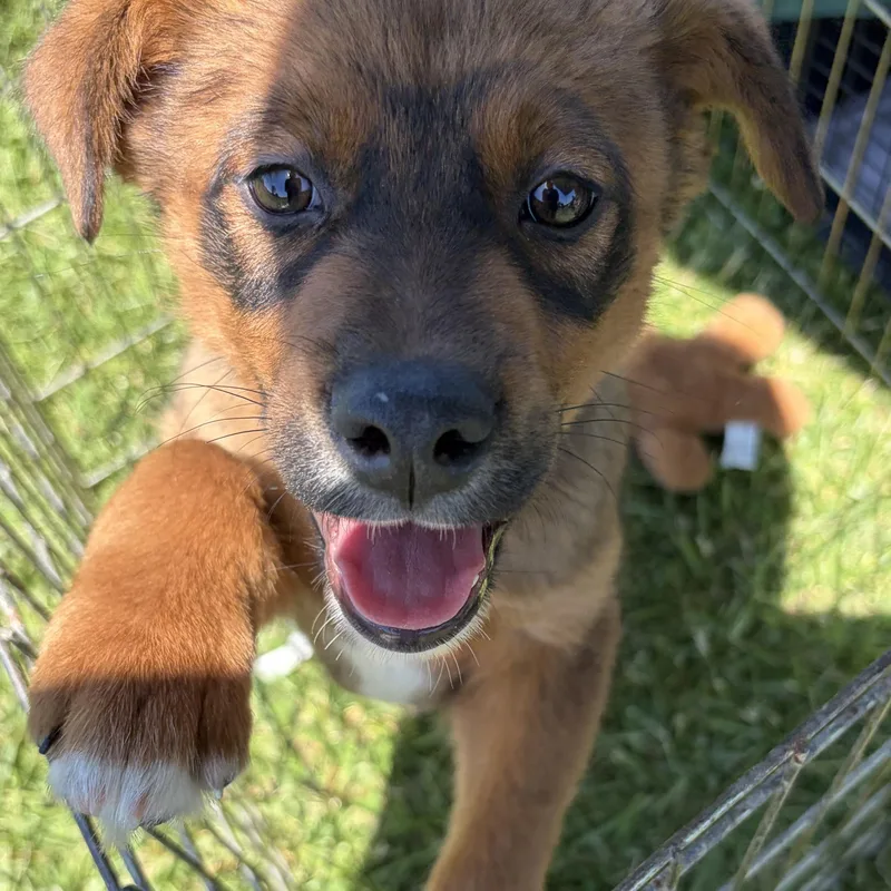 A young medium-sized male Bicolor Australian Cattle Dog / Blue Heeler dog named Bandit for adoption in West Grove, PA