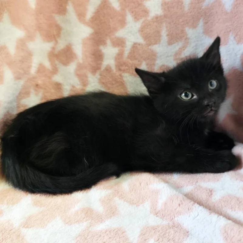 A baby small-sized male Black Domestic Short Hair cat named Cairon for adoption in Mount Juliet, TN