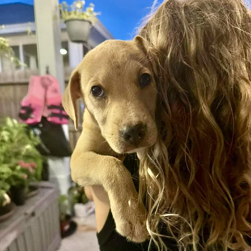 A baby medium-sized female Yellow / Tan / Blond / Fawn Labrador Retriever dog named Sake for adoption in Austin, TX
