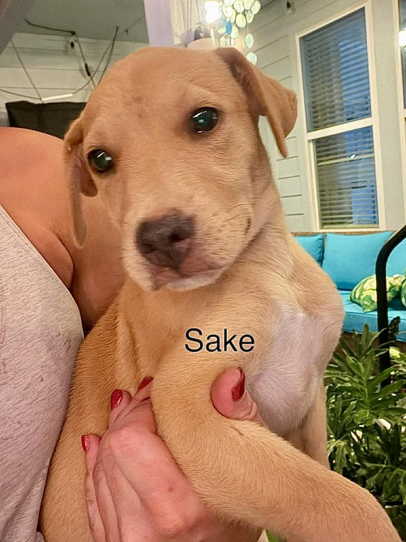Sake thumbnail 2
