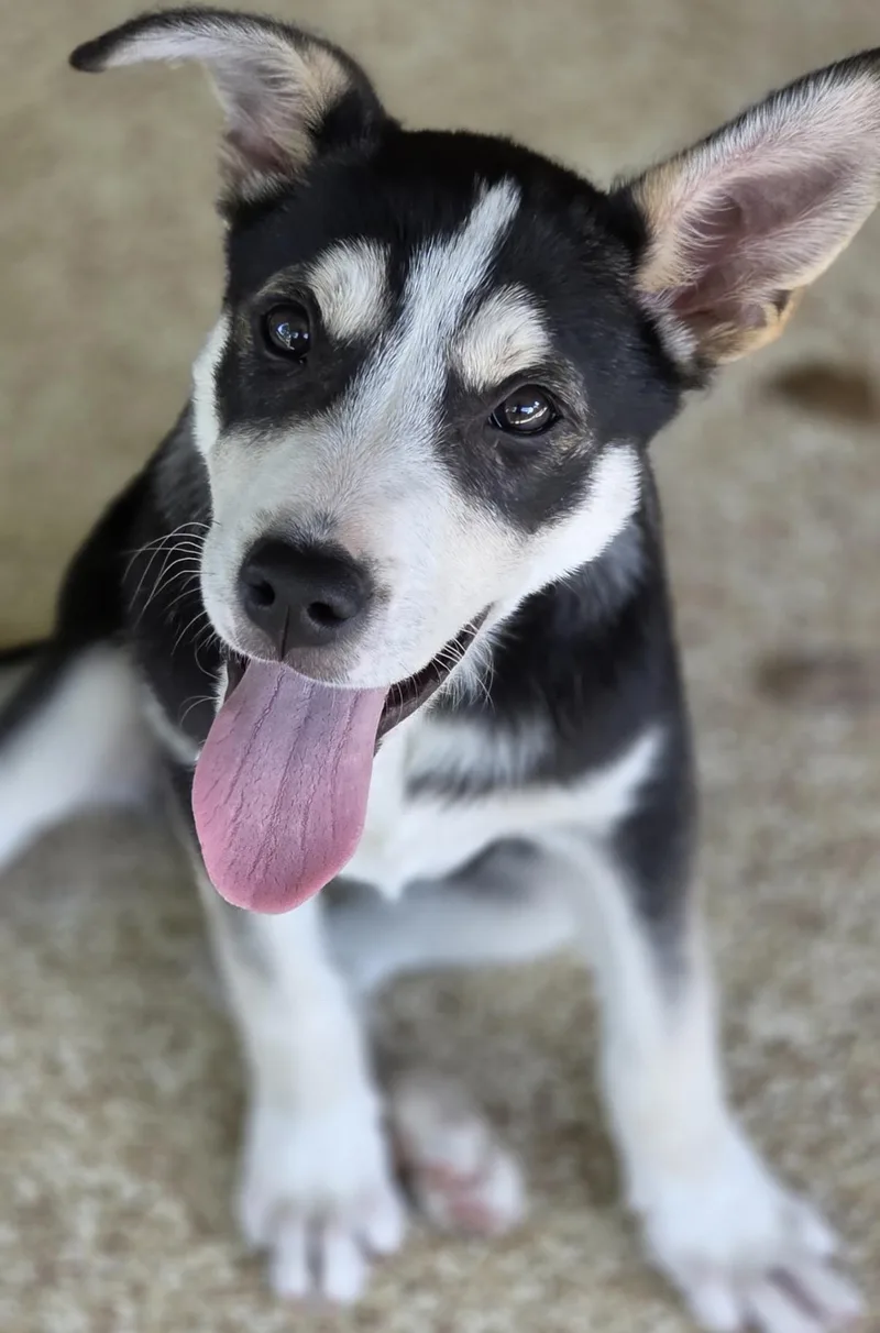 A young medium-sized female Black Husky dog named Showers for adoption in Austin, TX