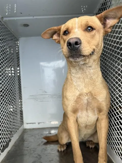 A young medium-sized female Australian Cattle Dog / Blue Heeler dog named Coco for adoption in Bakersfield, CA