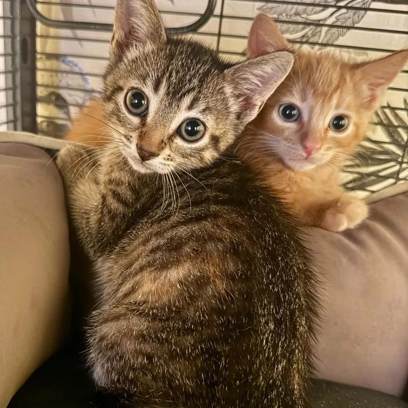 A baby small-sized female Brown / Chocolate Domestic Short Hair cat named Biscuit for adoption in Minneapolis, MN