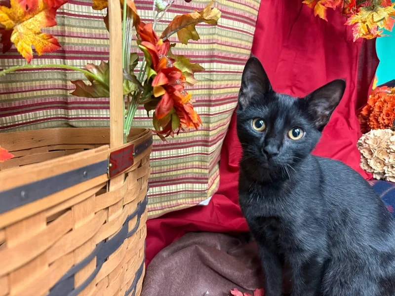 A baby medium-sized male Smoke Domestic Short Hair cat named Jaro for adoption in Hartville, OH