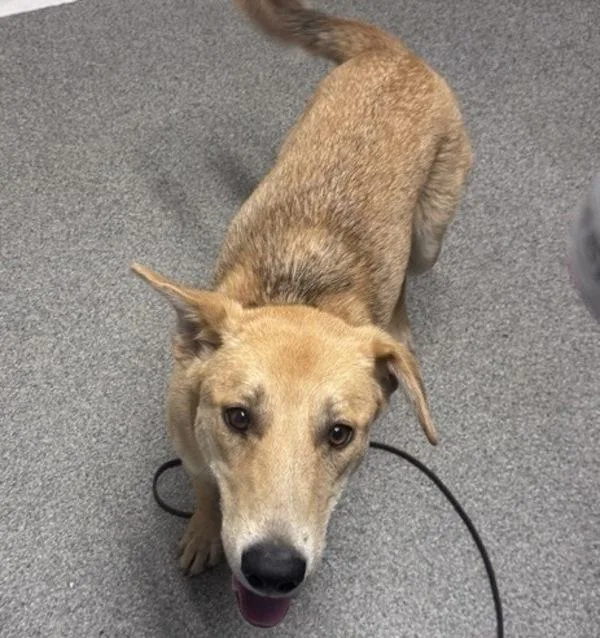 A young large-sized female Shepherd dog named Hibiscus for adoption in Escondido, CA