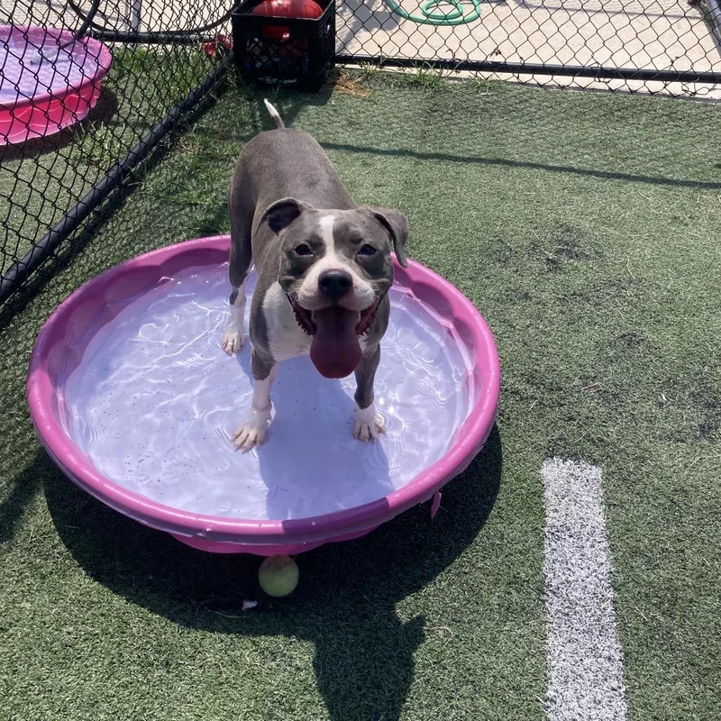 An adult medium-sized male Gray / Blue / Silver Mixed Breed dog named Snoop for adoption in Memphis, TN