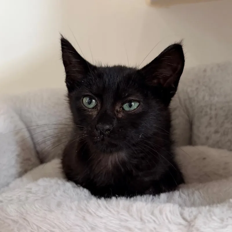 A baby small-sized male Black Domestic Short Hair cat named Cry Baby for adoption in Kyle, TX
