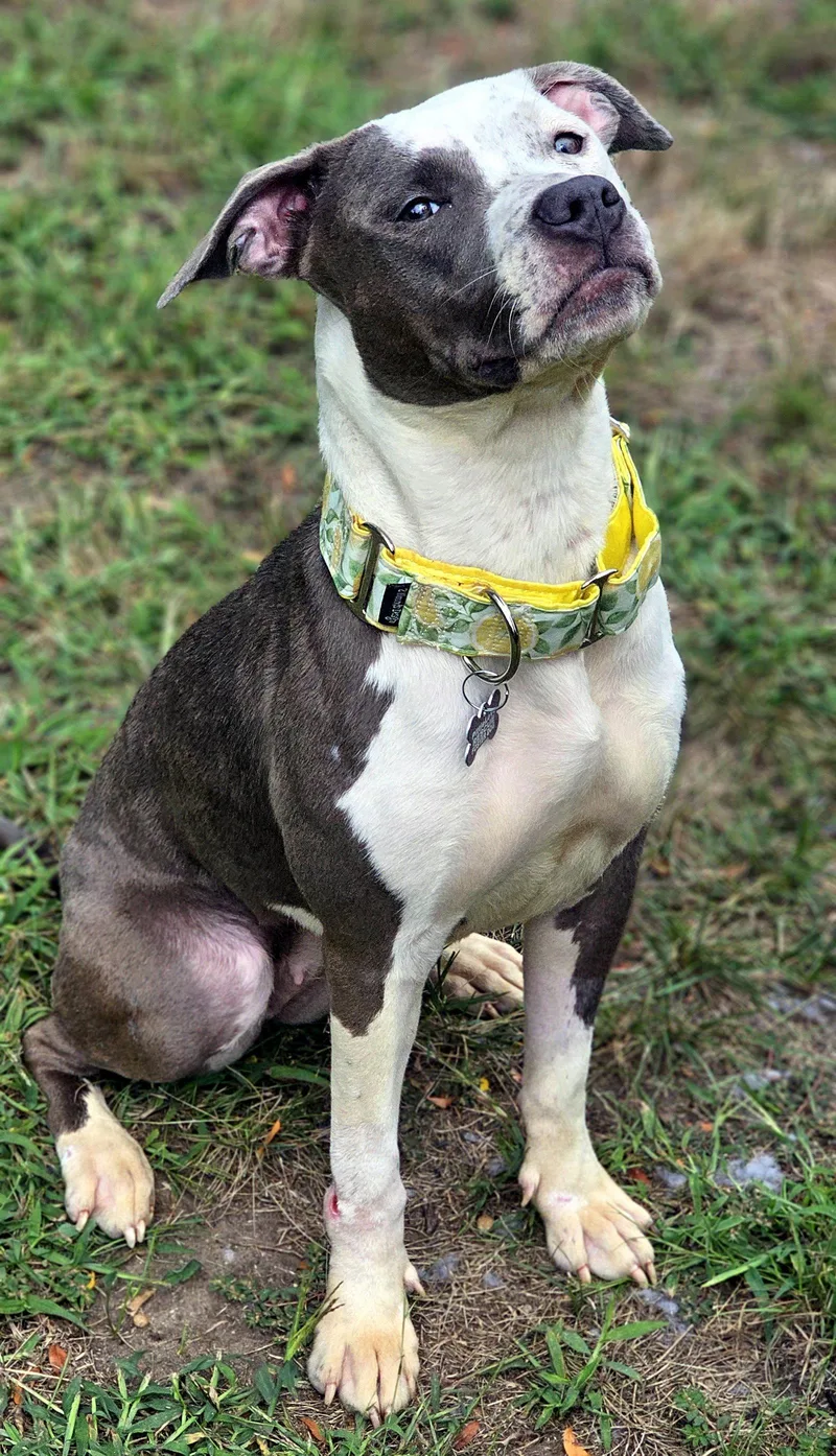 A young medium-sized female Pit Bull Terrier dog named Darling for adoption in Framingham, MA