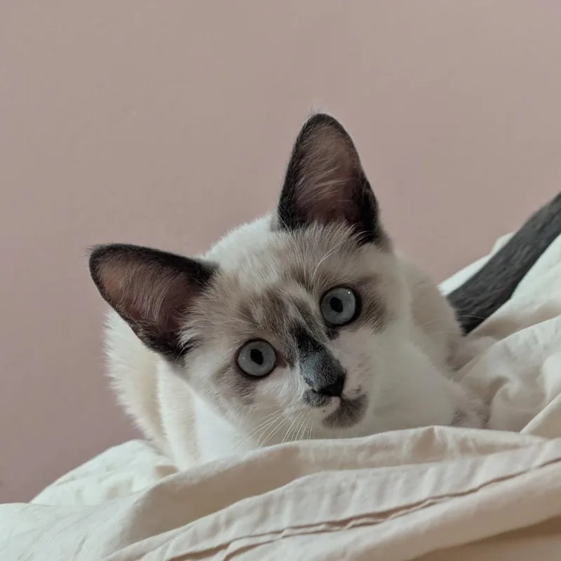 Franklin