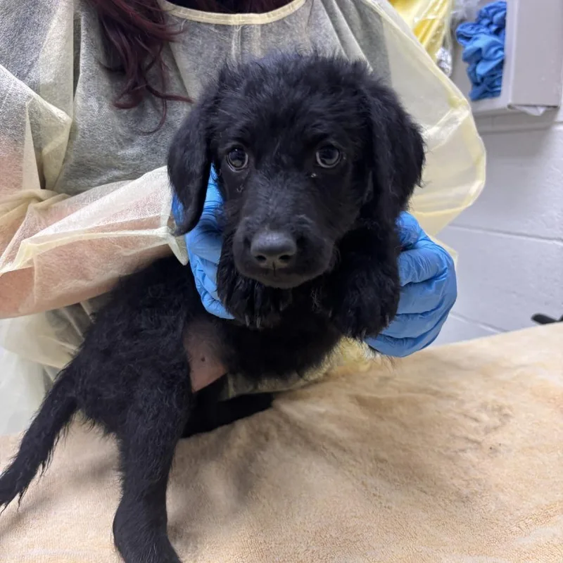 A baby small-sized female Mixed Breed dog named Howler for adoption in Murray, UT