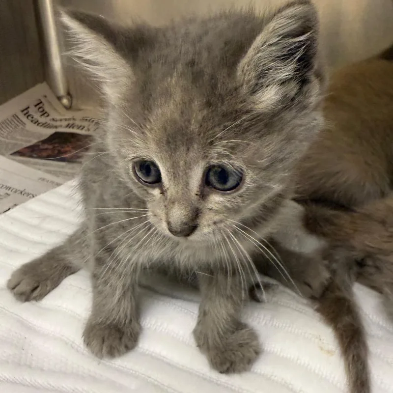A baby small-sized female Gray / Blue / Silver Domestic Short Hair cat named Eros for adoption in Raleigh, NC