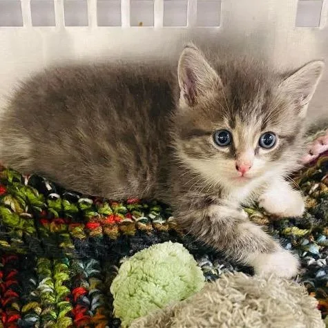 A baby small-sized female Gray / Blue / Silver Domestic Short Hair cat named Dove for adoption in Mount Vernon, IN