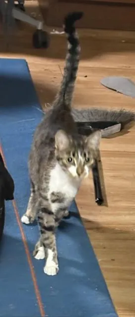 A young small-sized female Domestic Short Hair cat named Kathleen for adoption in Minneapolis, MN