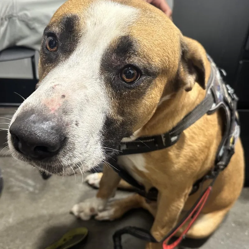 An adult large-sized male Yellow / Tan / Blond / Fawn Terrier dog named Chase for adoption in Tampa, FL