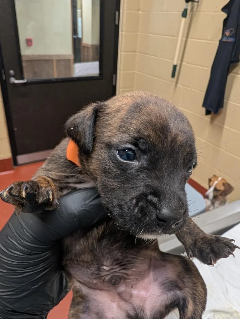 A baby medium-sized male Mixed Breed dog named Danny for adoption in Douglasville, GA