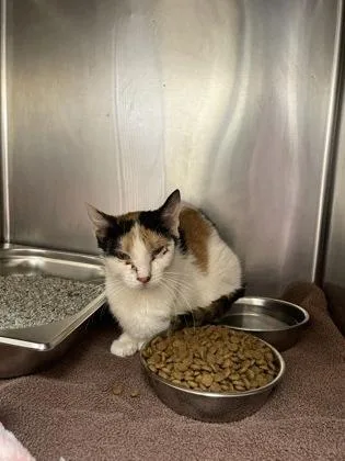 An adult medium-sized female Domestic Short Hair cat named Rye for adoption in Hamilton, NJ