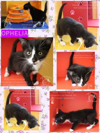 Ophelia