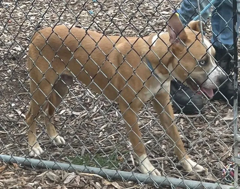 An adult medium-sized male Brown / Chocolate Mixed Breed dog named Sinbad for adoption in Cincinnati, OH