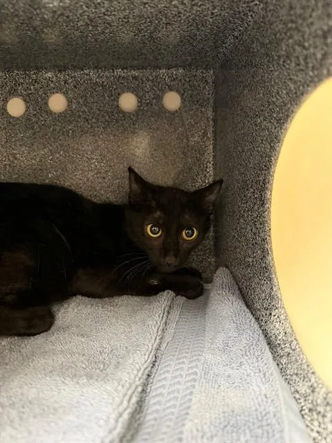 A baby small-sized female Domestic Short Hair cat named Noir for adoption in Naples, FL